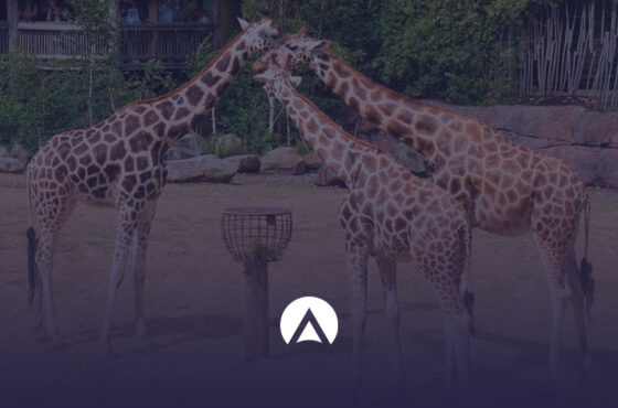 Zoológico en Huaraz